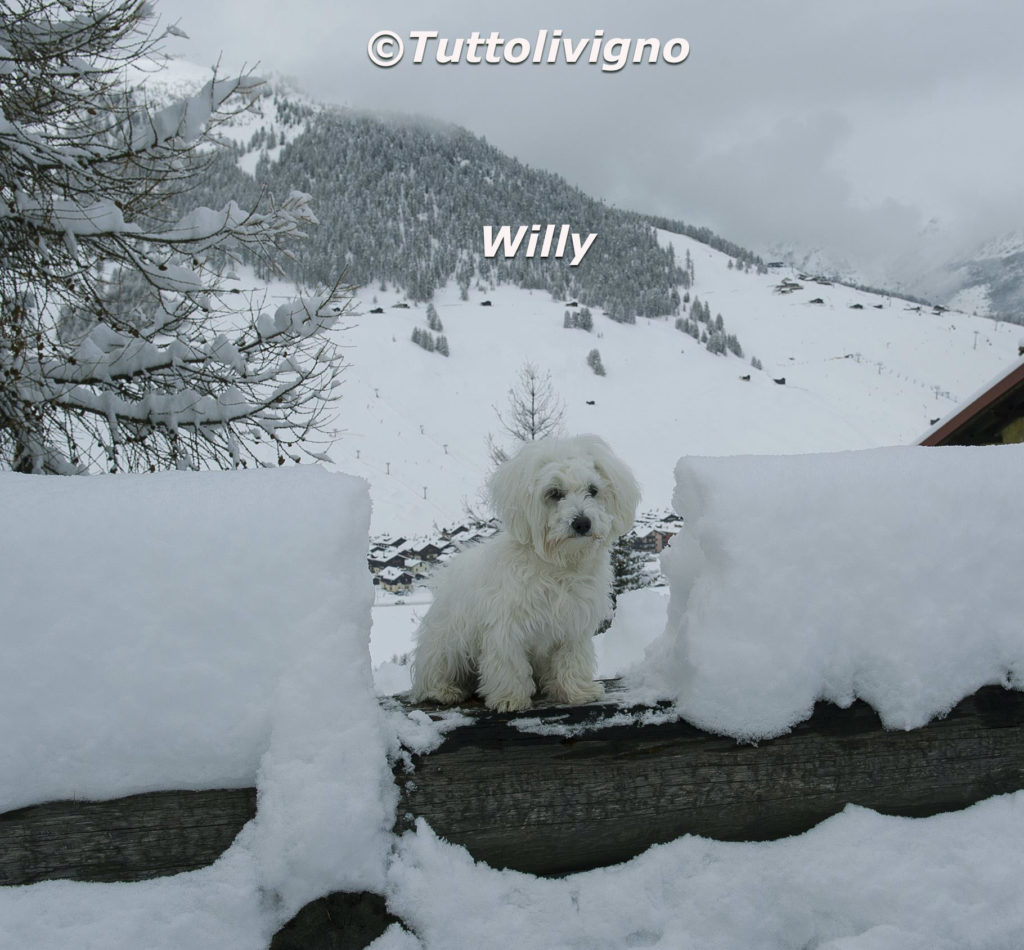 Willy - altezza neve