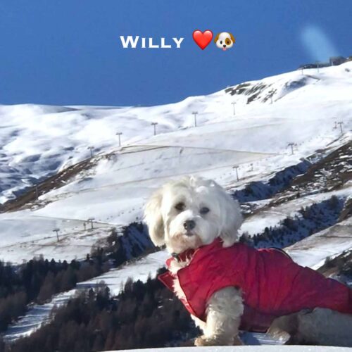 Willy 22-11-20