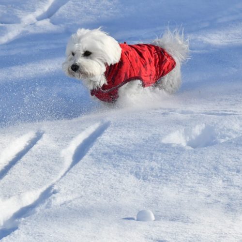 Willy ♥ the beauty of powder snow