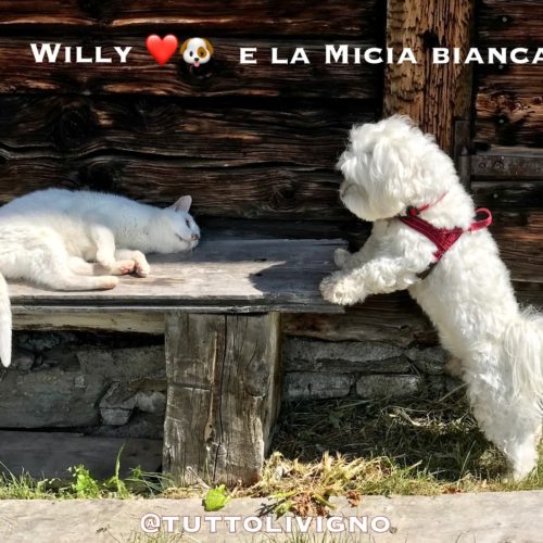 Willy ♥ dialogue with the Micia Bianca