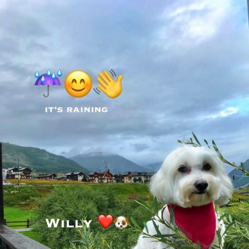 Willy ♥ - a close-up on a rainy day