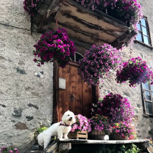 Willy ♥ on the most famous flowered terrace of Livigno