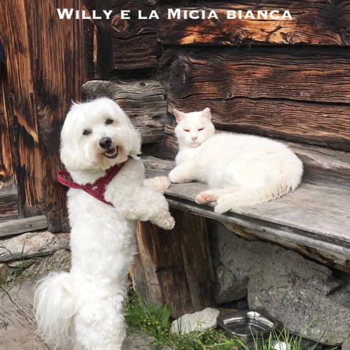 Willy ♥ together with the Micia Bianca