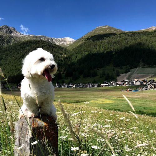 Willy ♥ in the Florino area - magnificent district of Livigno