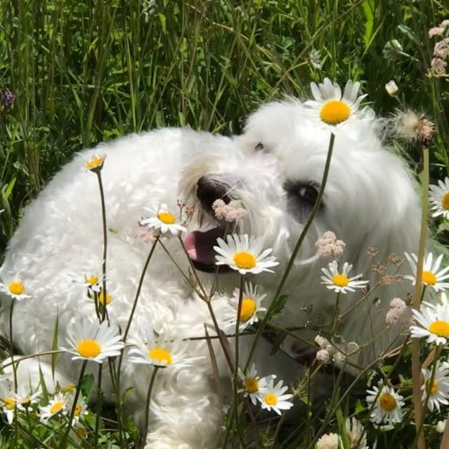 Willy ♥ a meadow full of daisies to play on