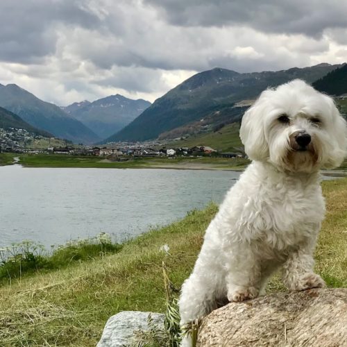 Willy ♥ a beautiful place to admire Livigno from the lake