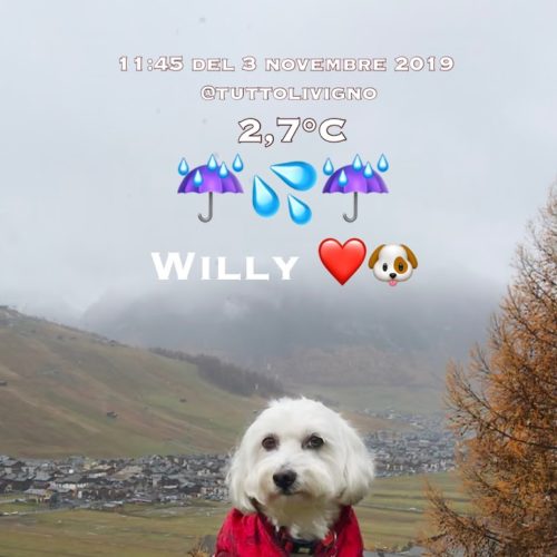 Willy ♥ in November