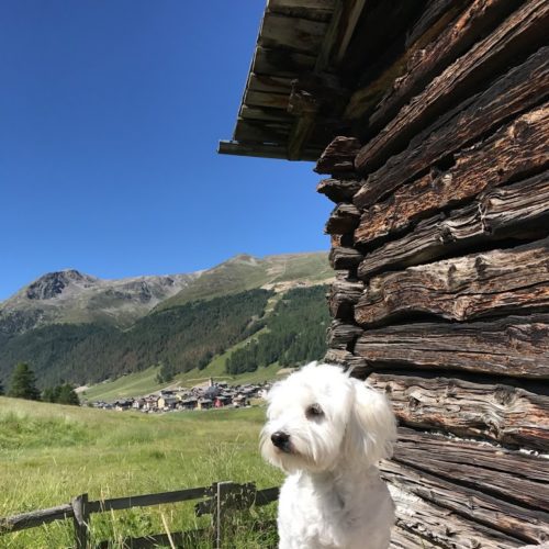 Willy ♥ very young during the summer in Livigno
