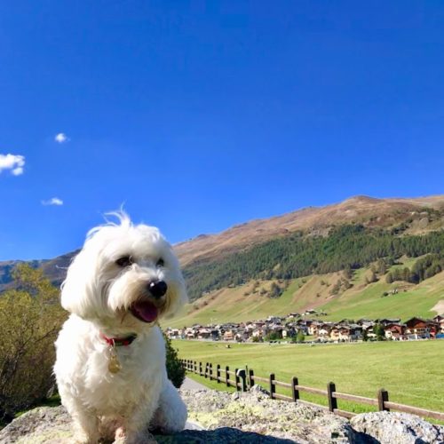 Willy ♥ Livigno - Panorama - Costa del Sol Mountains