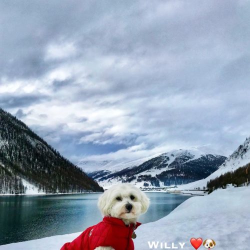 Willy ♥ and the lake of Livigno