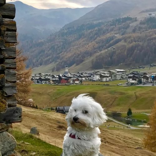 Willy ♥ San Rocco district from Via Contin Livigno