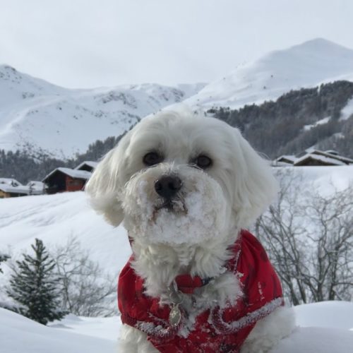 Willy ♥ the snow-friend maltese dog