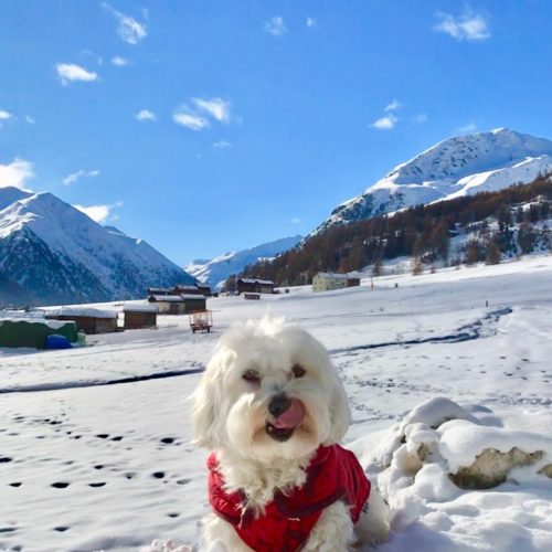 Willy ♥ The snow-friend maltese dog