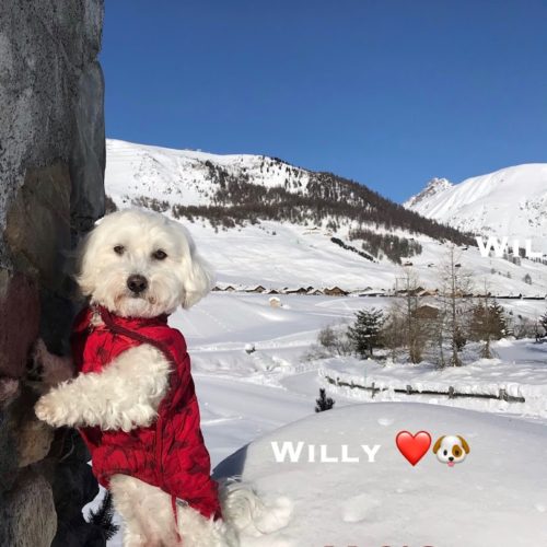 Willy ♥, the snow-friend maltese dog
