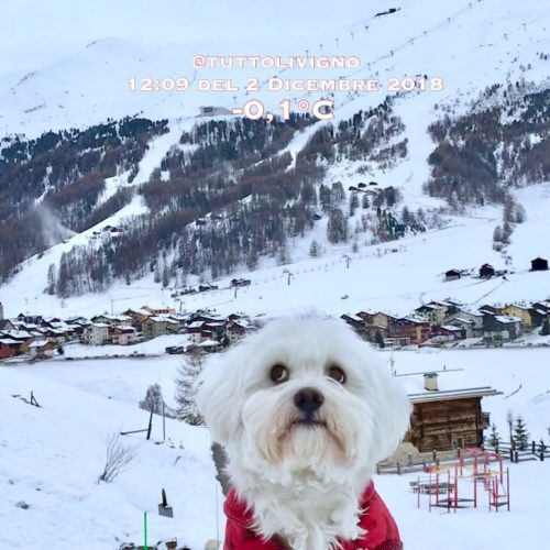 Willy ♥ and the panorama of Livigno from Via Contin