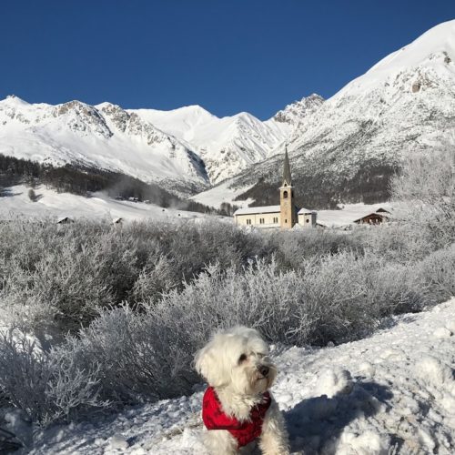 Willy ♥ Livigno - frozen country