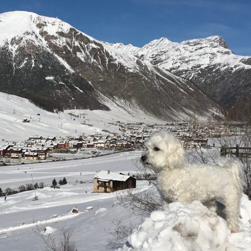 Willy ♥ the sentry on Livigno