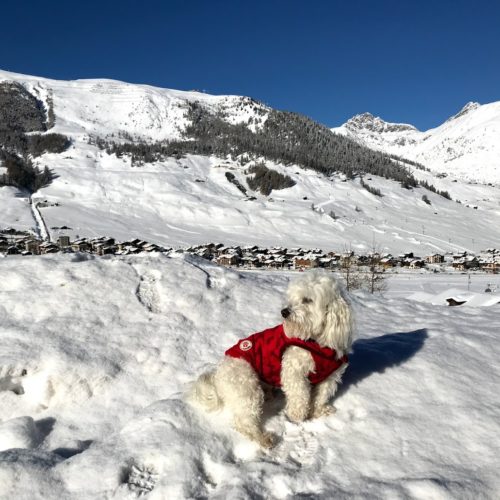 Willy ♥ of course, Livigno is beautiful