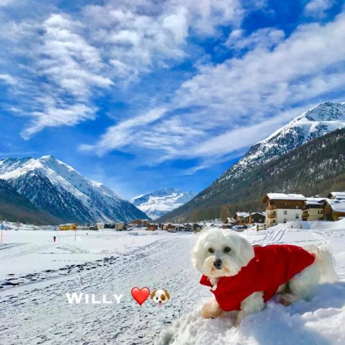 Willy ♥ in the Florino area in Livigno