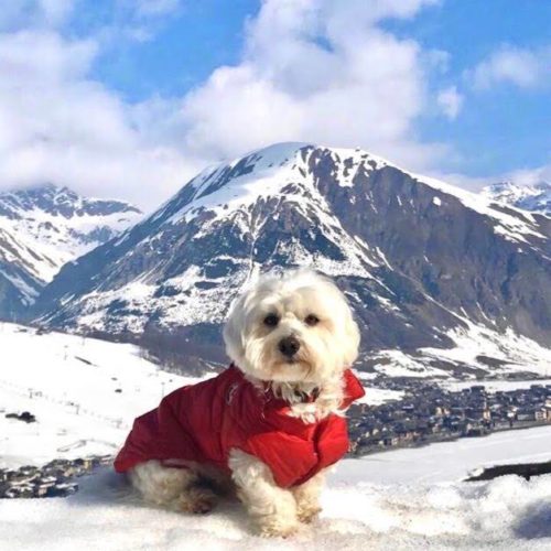 Willy ♥ Livigno - The snow friend Maltese dog