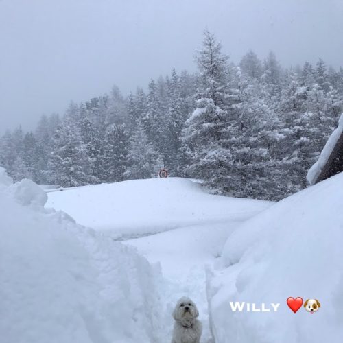 Willy ♥ Livigno as a yardstick