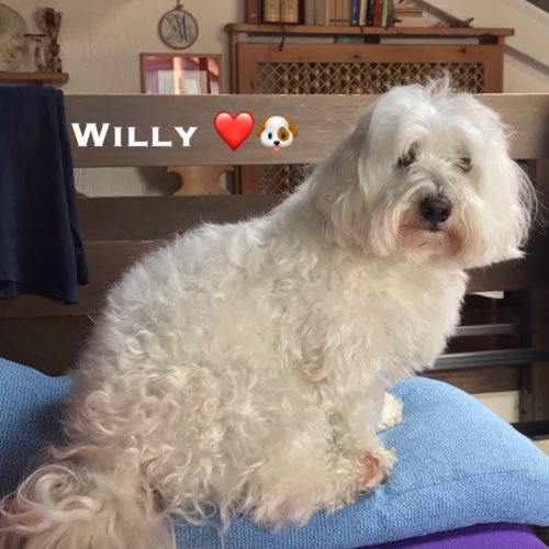Willy ♥ prima della toelettatura