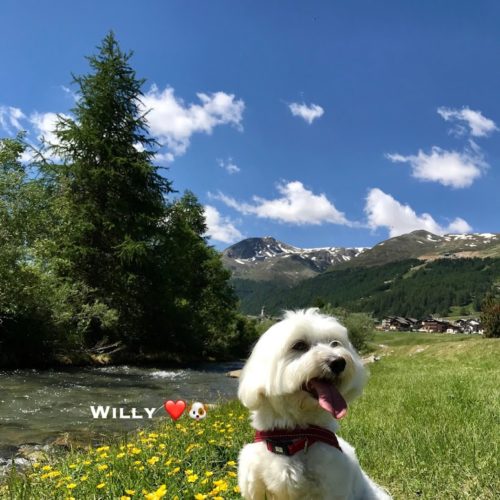 Willy ♥ Livigno among the flowers