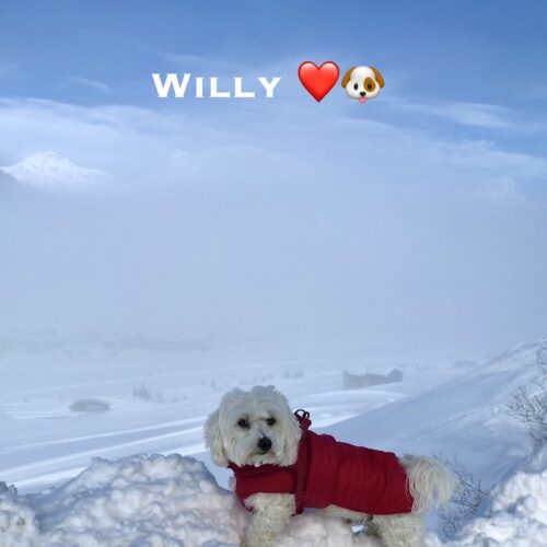willy_31-01-21