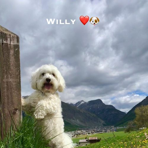 Willy 13-06-21